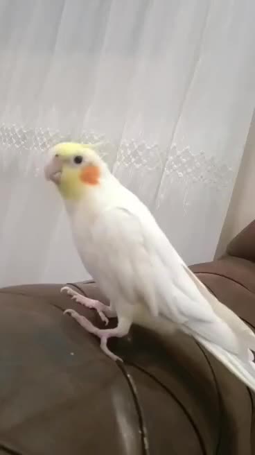 عروس هلندی سخنگو دستی|پرنده|دوگنبدان, |دیوار