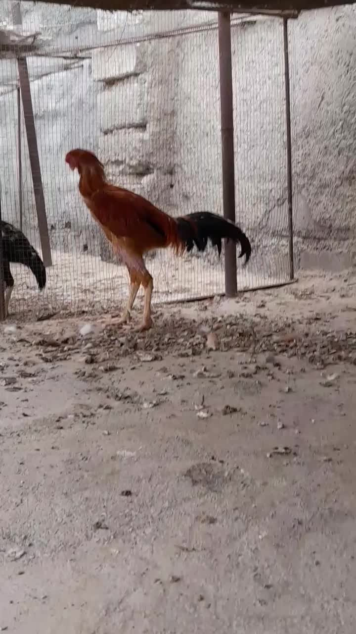 لاری' خروس و مرغ و جوجه اوشامو|حیوانات مزرعه|بندرعباس, |دیوار