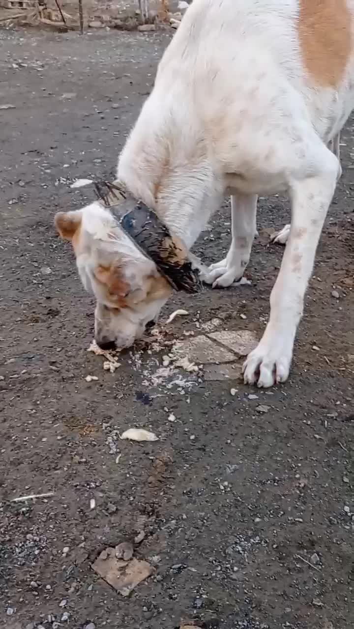 سگ افغان|سگ|مشهد, سازمان آب|دیوار