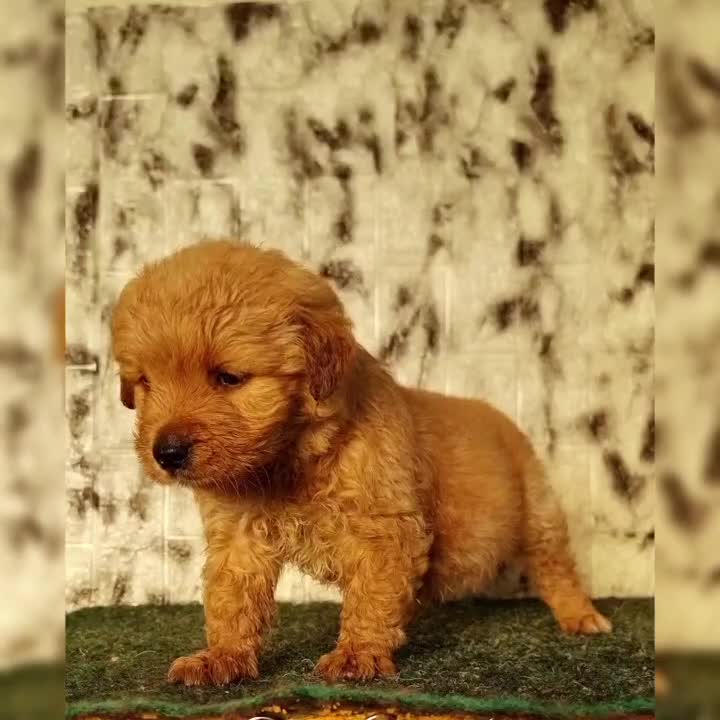 گلدن رتریور دارچینی|سگ|تهران, شهرک امام خمینی|دیوار