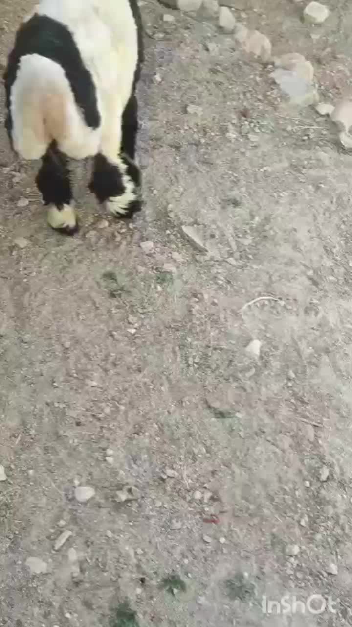 بره قوچ. میش|حیوانات مزرعه|کوهرنگ, |دیوار