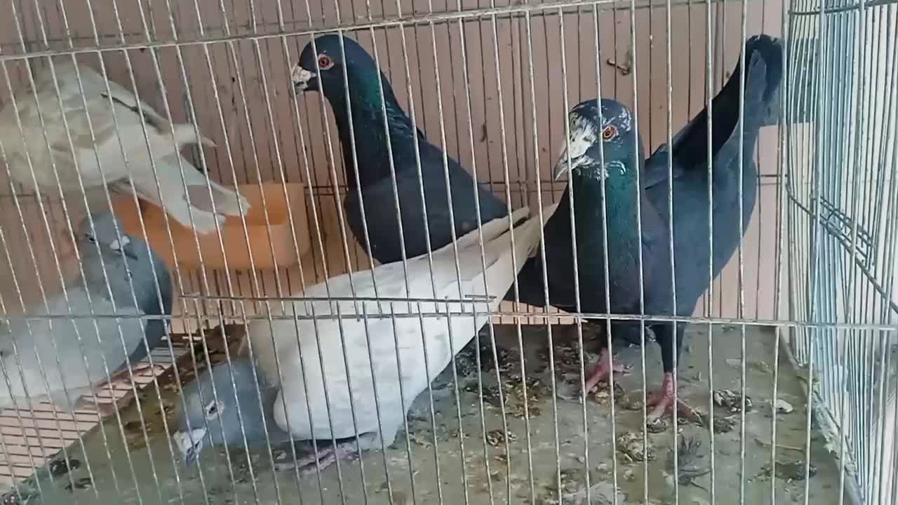 کبوتر دورگ سرورگوره سیاه بزک طاووسی دوکت|پرنده|نجفآباد, یزدانشهر|دیوار