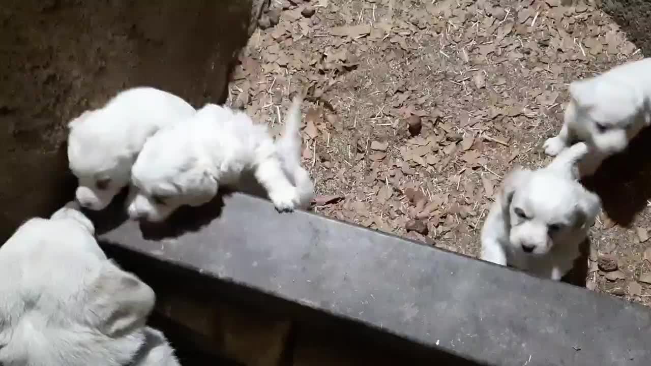 سگ پامر شیتزو|سگ|خوانسار, |دیوار