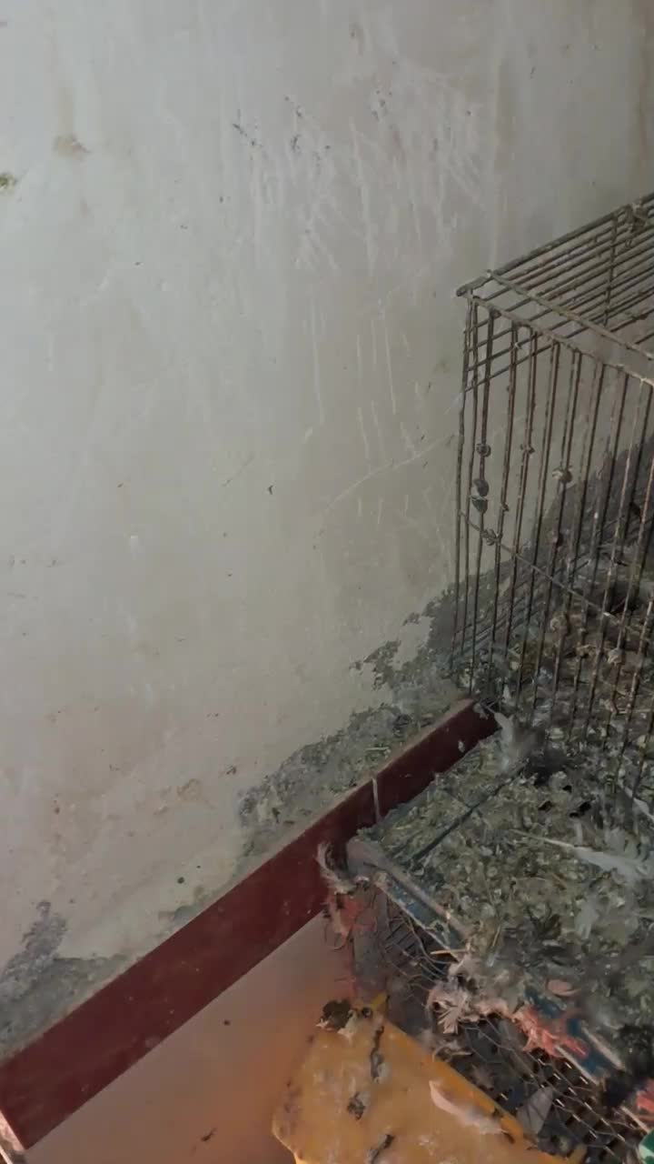 ۷ عدد مسافتی جفت|پرنده|ملکان, |دیوار