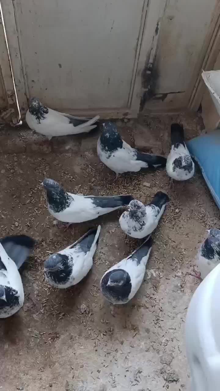 کبوتر|پرنده|کبودرآهنگ, |دیوار