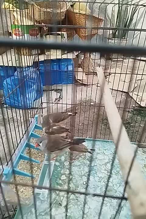 ۵عدد فنچ کینگ باهم|پرنده|بندرعباس, |دیوار