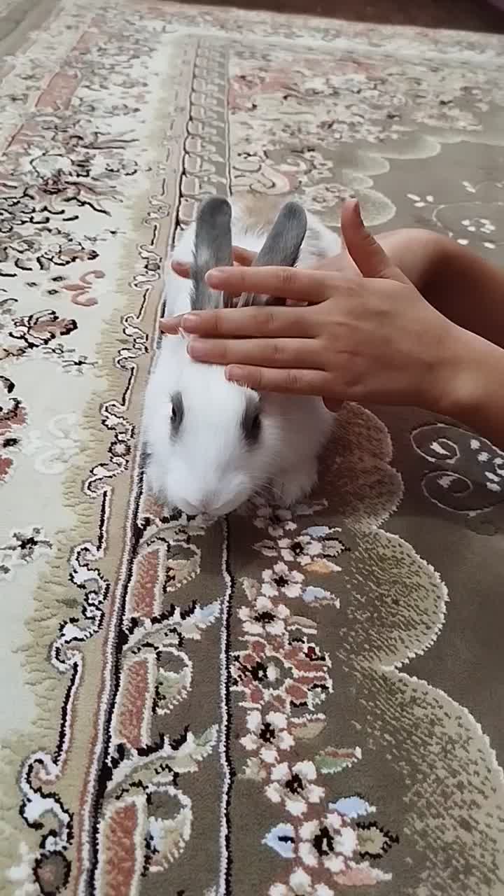 خرگوش بانمک|موش و خرگوش|قم, مهر آباد|دیوار