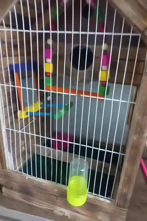 طوطی برزیلی|پرنده|مشهد, هنرور|دیوار