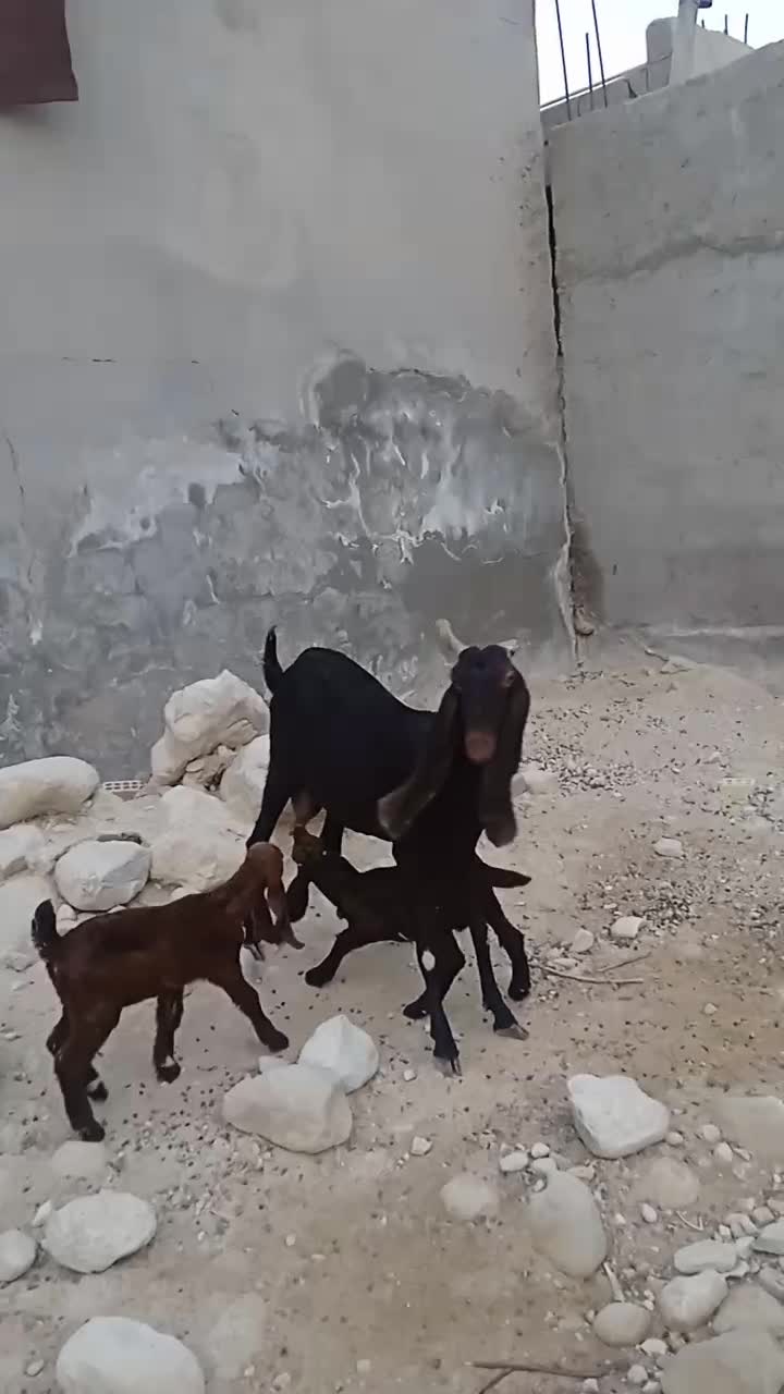 بز پاکستانی خورمای کهردار یک بز آبستن|حیوانات مزرعه|بندر دیر, |دیوار