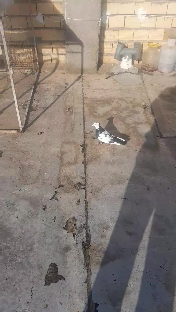 کبوتر|پرنده|قزوین, |دیوار