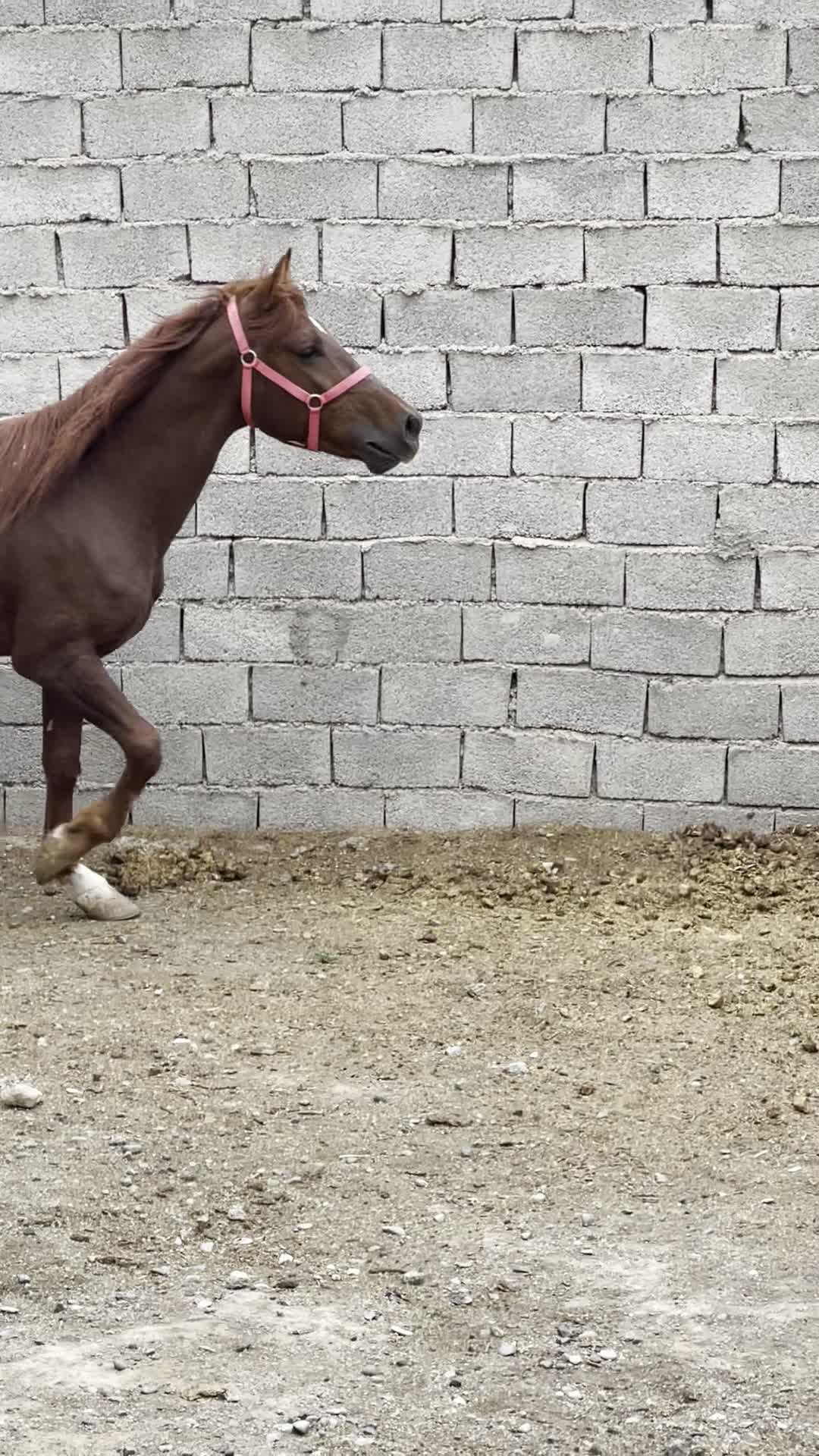 کره اسب نریان کرد|اسب و تجهیزات اسب‌سواری|وحیدیه, |دیوار