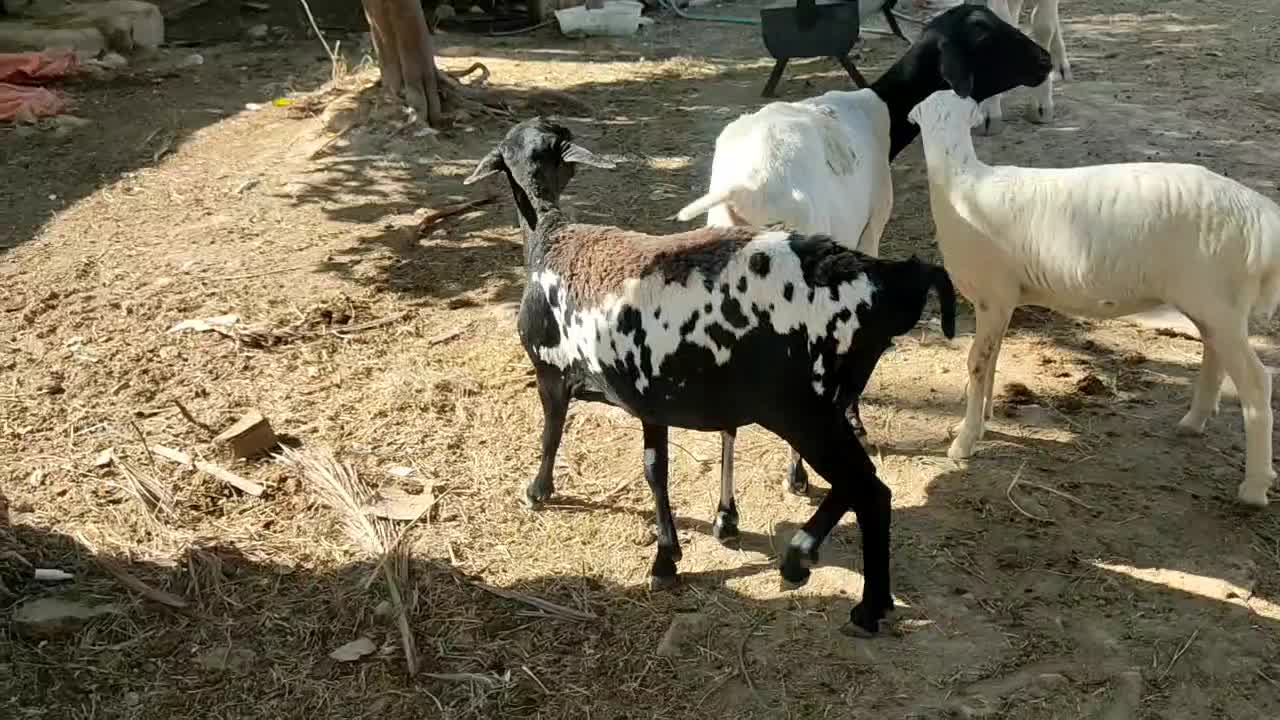 میش صومال ابستن|حیوانات مزرعه|بیرم, |دیوار