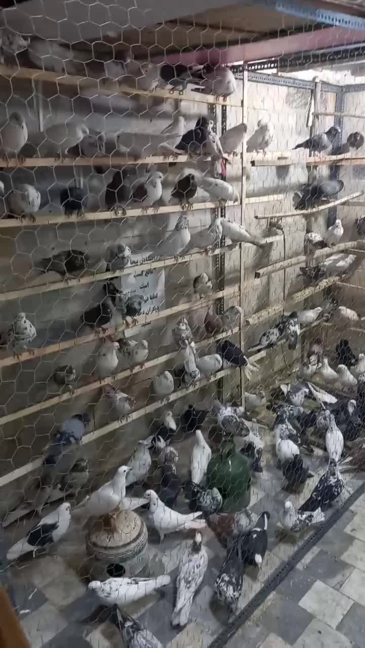 یک مشت کفتر خوب|پرنده|بهارستان, |دیوار