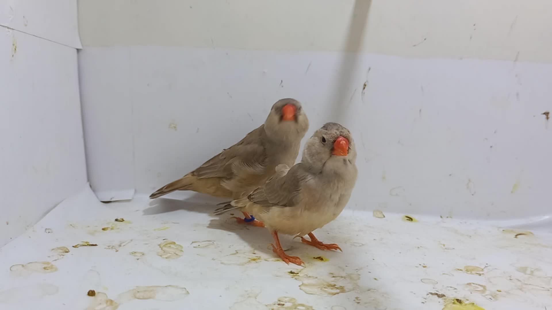 فنچ فول اورنج خالص ماده|پرنده|هشتگرد, هشتگرد قدیم|دیوار