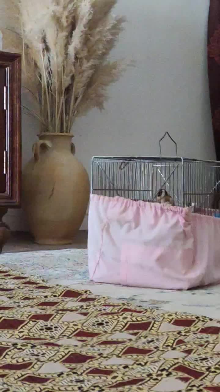 سهره،و قفس جوجه پرون|پرنده|شاهین‌شهر, شهرک سایت|دیوار