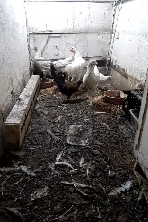 جوجه دورگ برهما|حیوانات مزرعه|تهران, هفده شهریور|دیوار