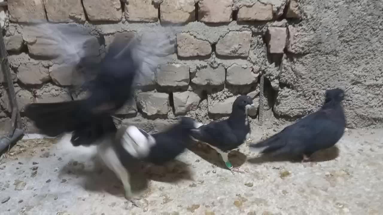 سیاه بهبانی و طوقی و شهری سیاه|پرنده|مرودشت, ابوذر جنوبی|دیوار