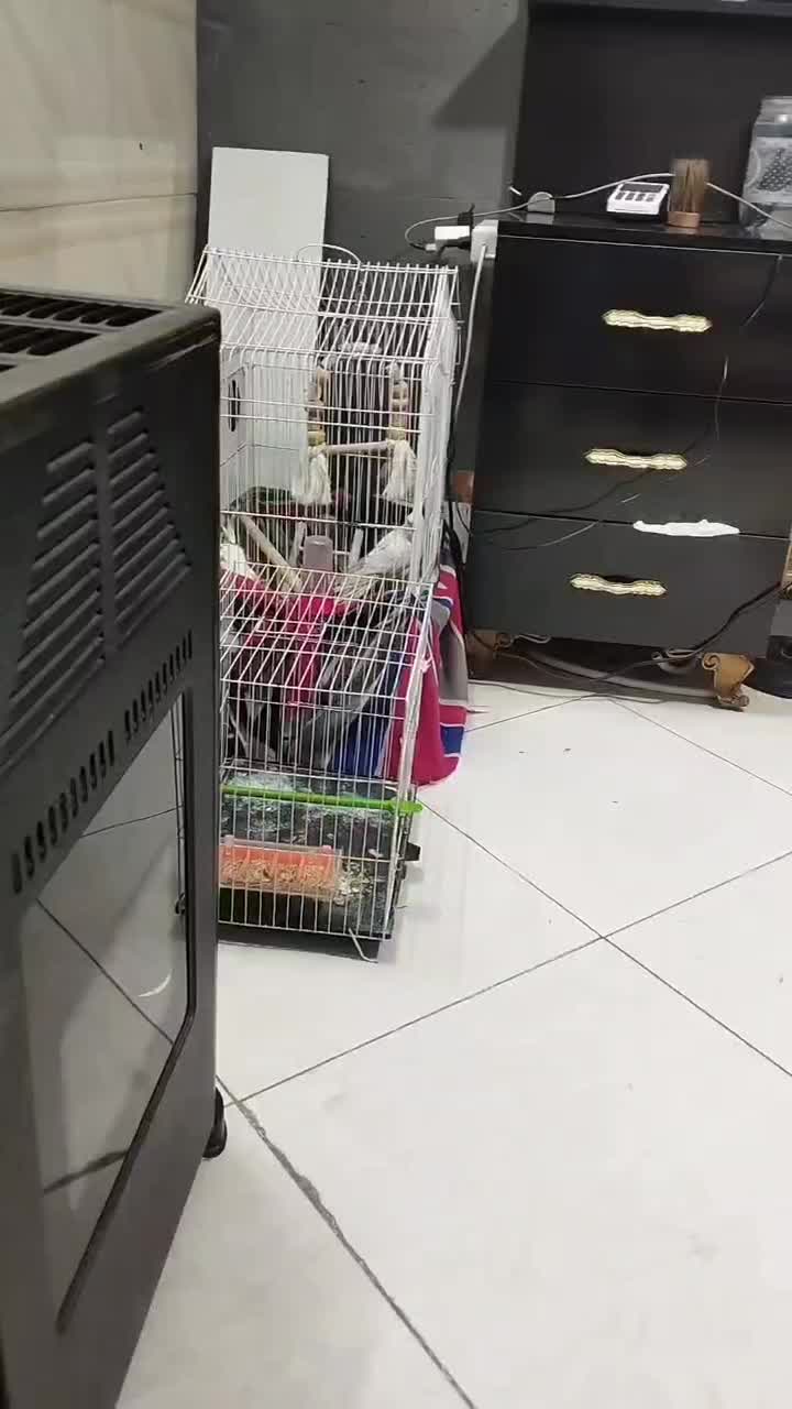 عروس هلندی آلبینو نر|پرنده|تربت جام, فاز ۱ فرهنگیان|دیوار