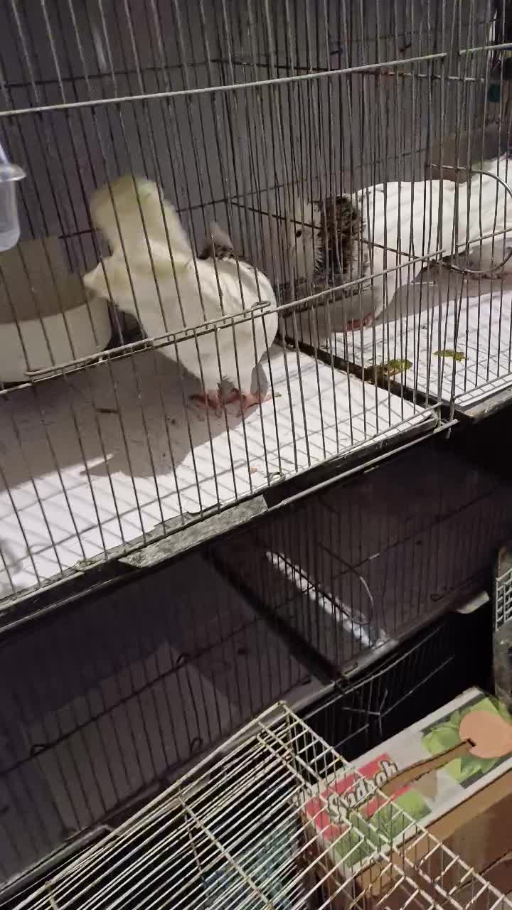 پرنده|پرنده|مینودشت, |دیوار