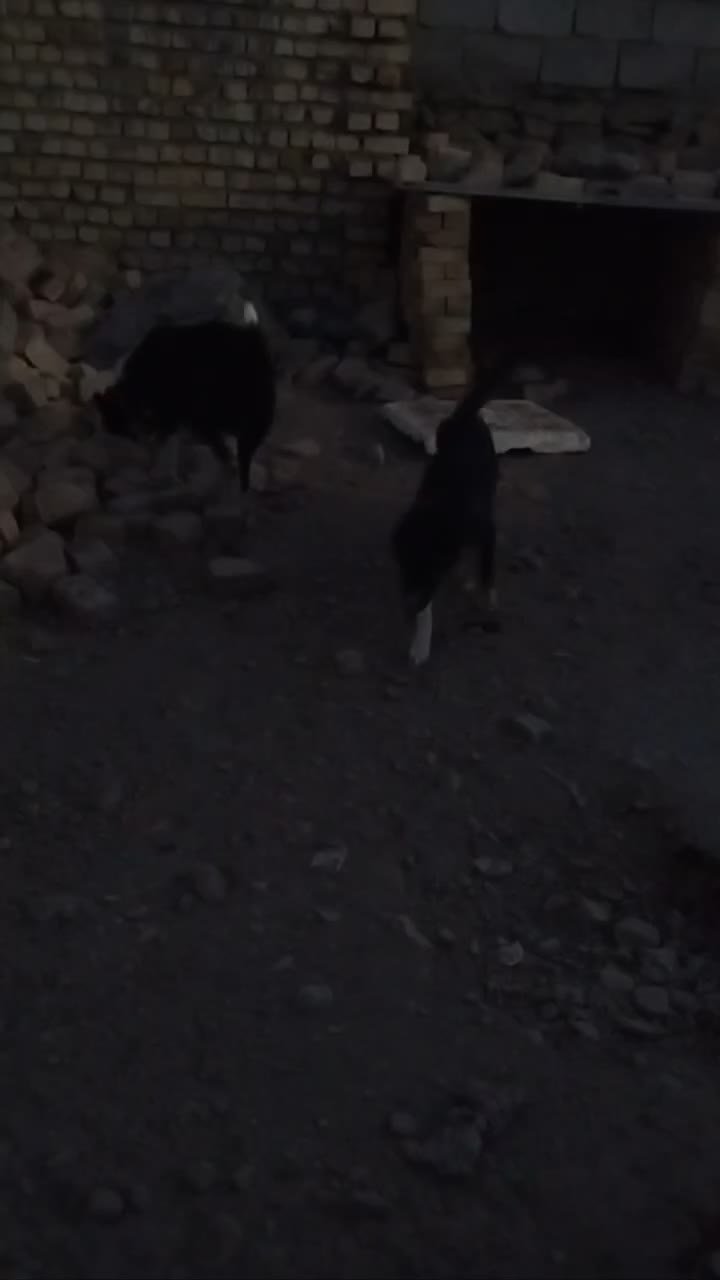 سگ قدرجونی|سگ|سلفچگان, |دیوار