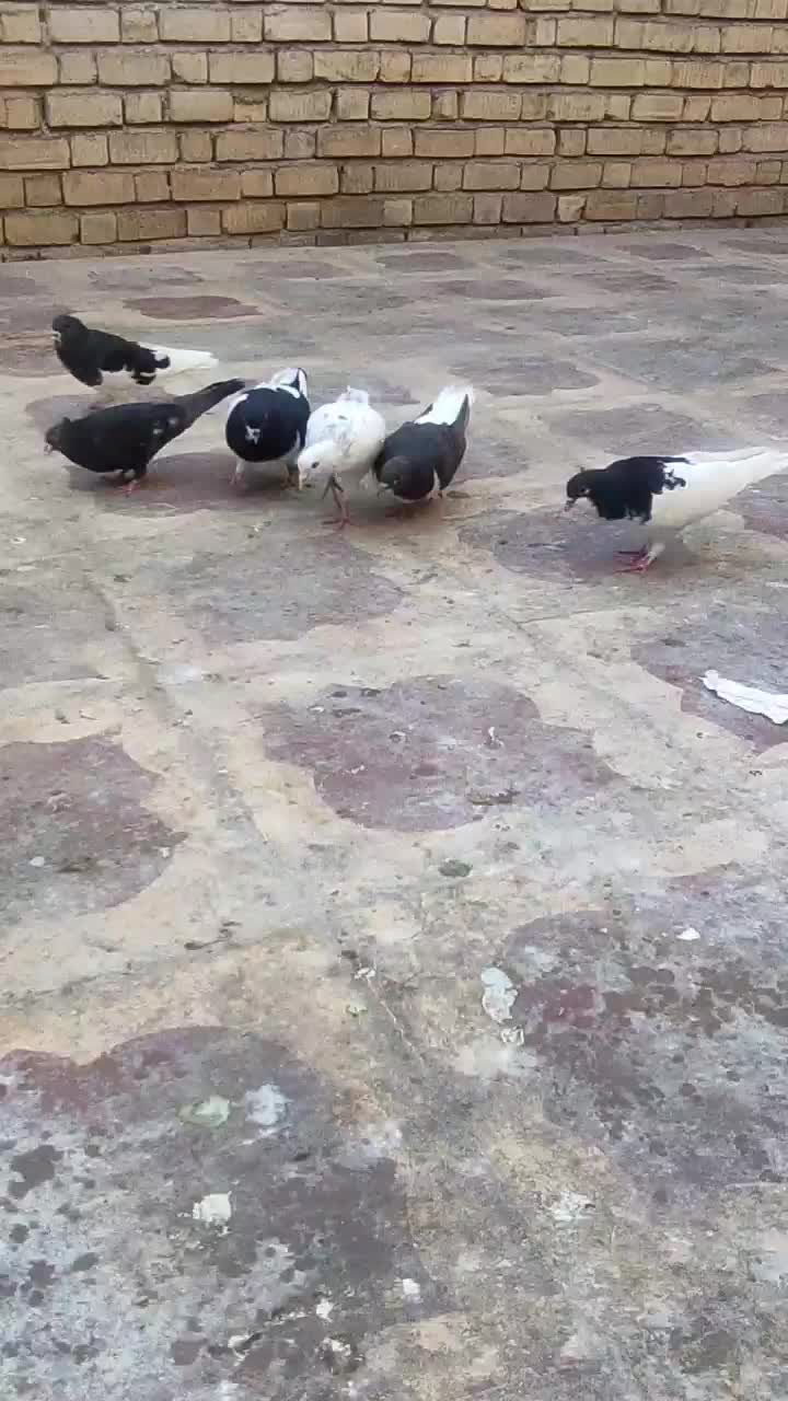 کفتر پلاکی ،یال،شهری|پرنده|شیراز, کرونی(خاتونک)|دیوار