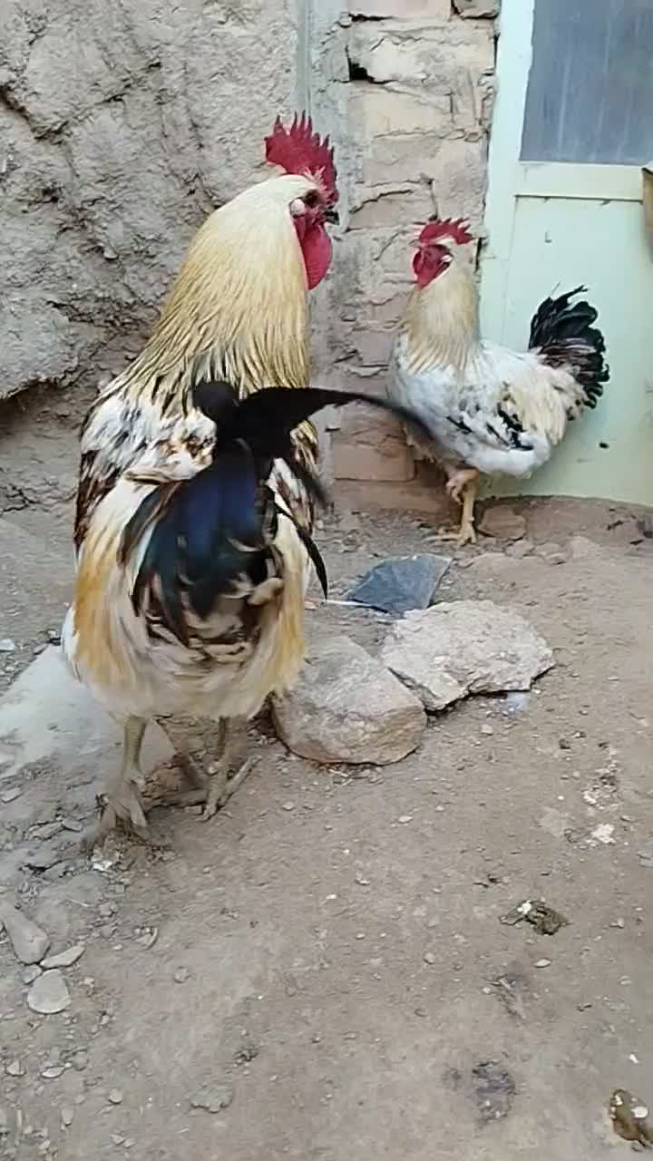 خروس|حیوانات مزرعه|قهستان, |دیوار