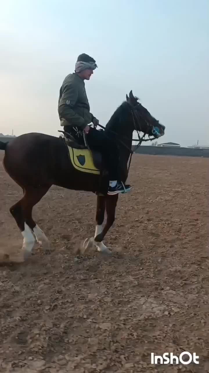 اسب|اسب و تجهیزات اسب‌سواری|زرندیه, |دیوار