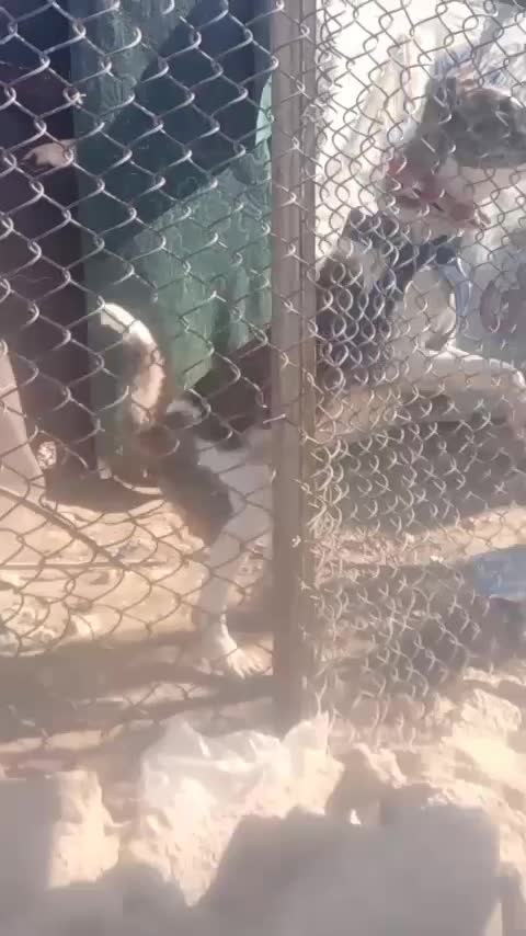 خراسانی رنگ خاص|سگ|شیراز, باغشهر اهل بیت|دیوار