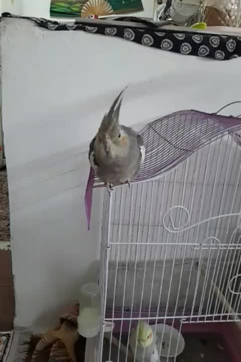 عروس جفت|پرنده|شهر ری, ظهیرآباد|دیوار