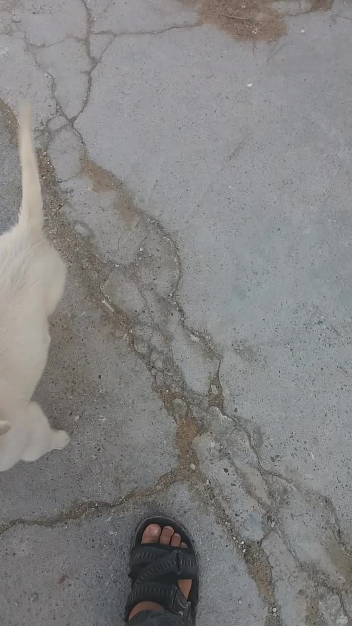 پاپی|حراج|تربت جام, میان جام|دیوار