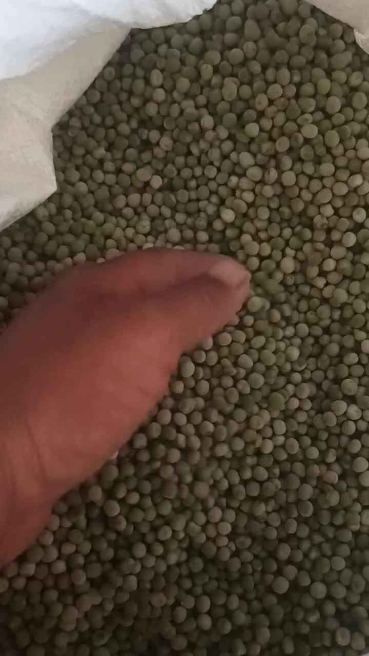 نخود فرنگی خشک بذری|عمده‌فروشی|ششده و قره بلاغ, |دیوار