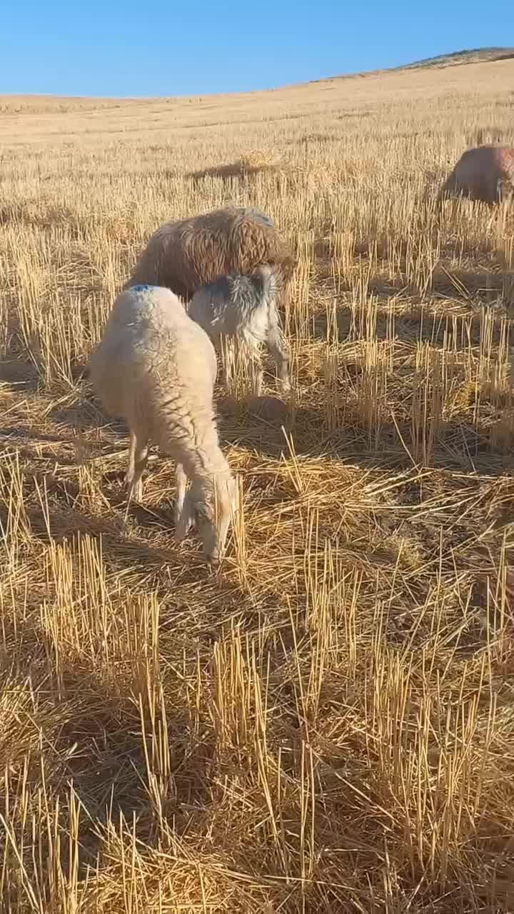 شک داشتی|حیوانات مزرعه|چرداول, |دیوار