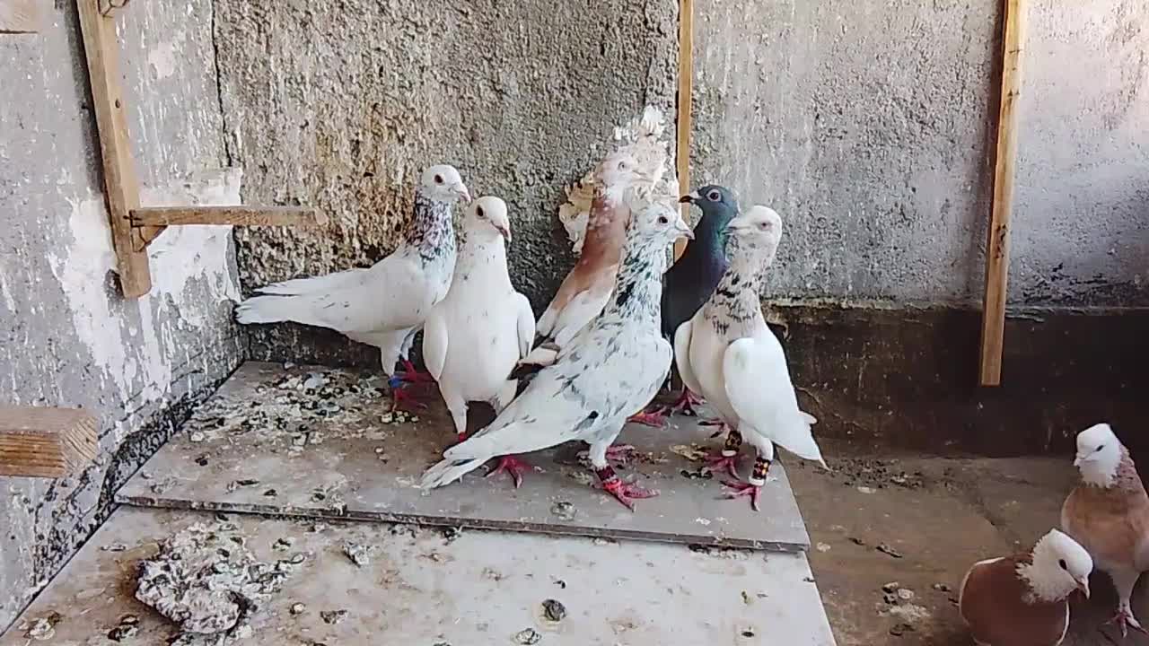 سار|پرنده|مشهد, کشاورز|دیوار