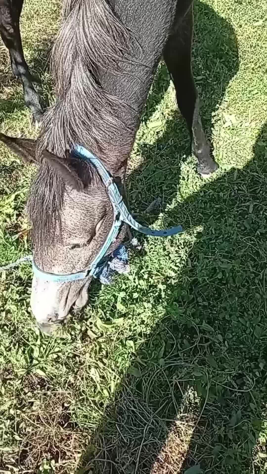 اسب ۳ساله نر|اسب و تجهیزات اسبسواری|خوی, |دیوار