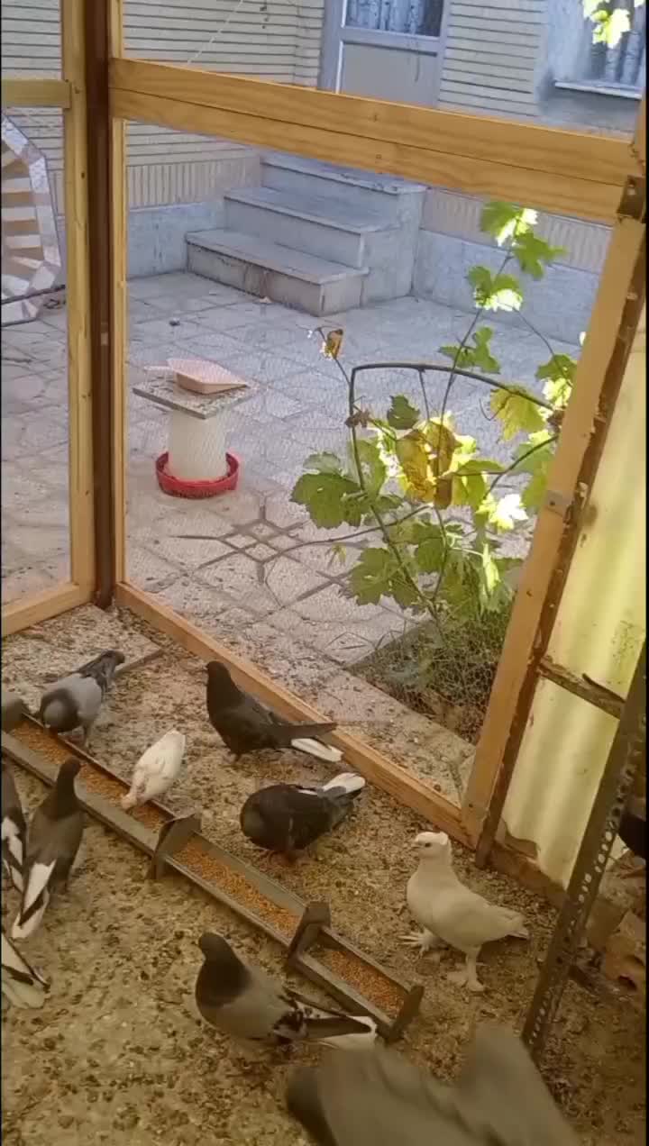 کبوتر|پرنده|نجف‌آباد, معرفت|دیوار