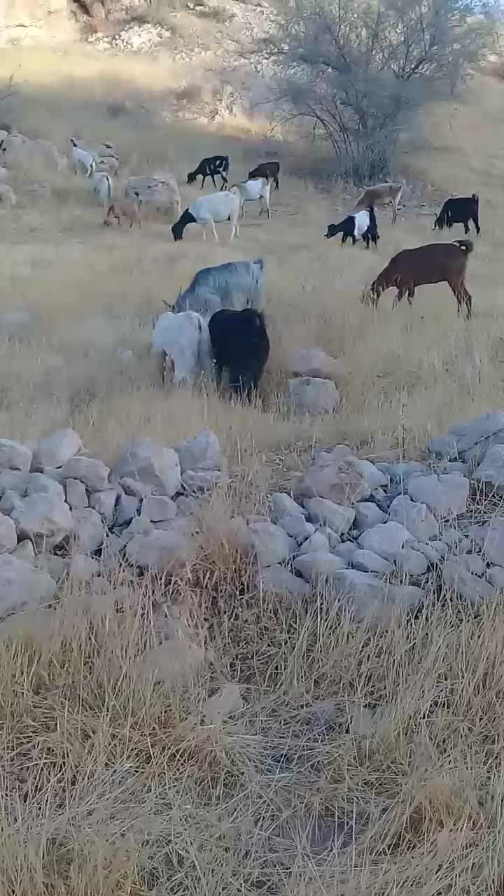 40راس بز|حیوانات مزرعه|برازجان, |دیوار