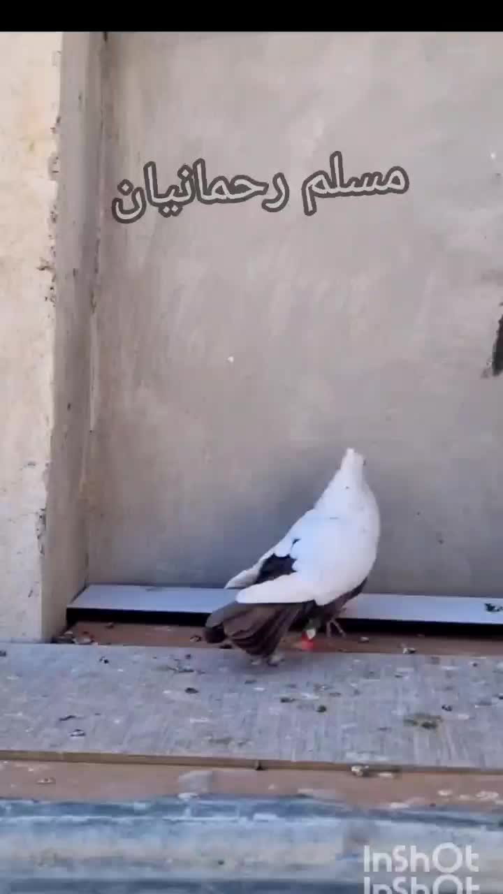 انواع کفتر جهرم|پرنده|شیراز, درکی|دیوار