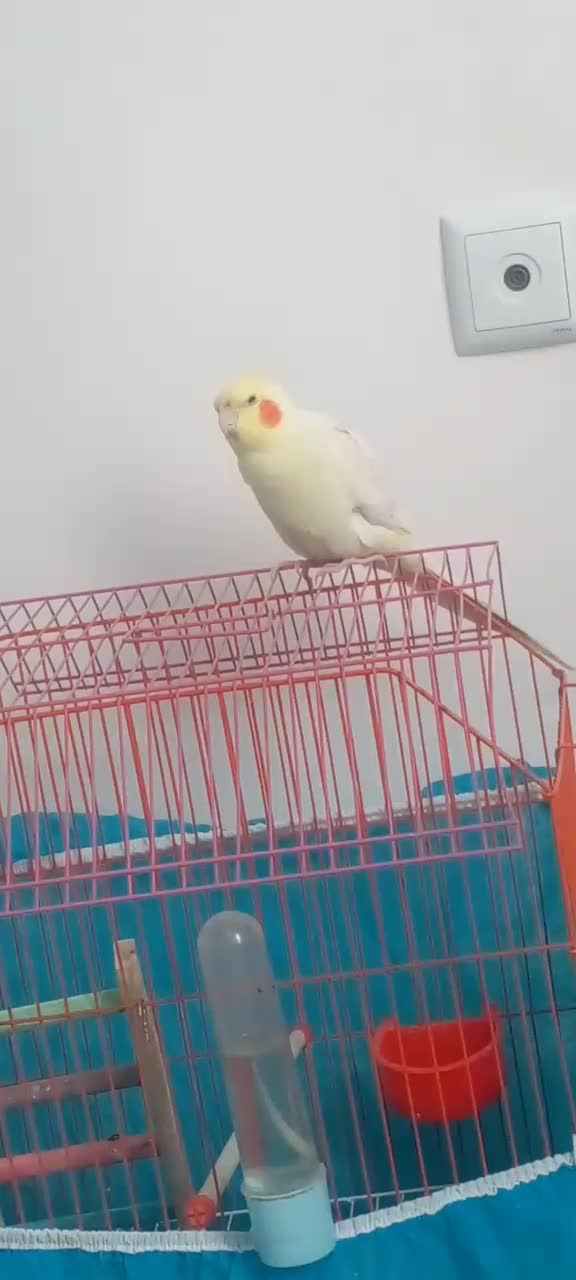 طوطی عروس نر|پرنده|رودسر, |دیوار