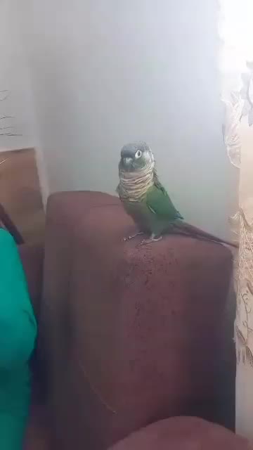 فروش گرینچک ۱ساله باقفس|پرنده|محمدشهر, جعفرآباد|دیوار