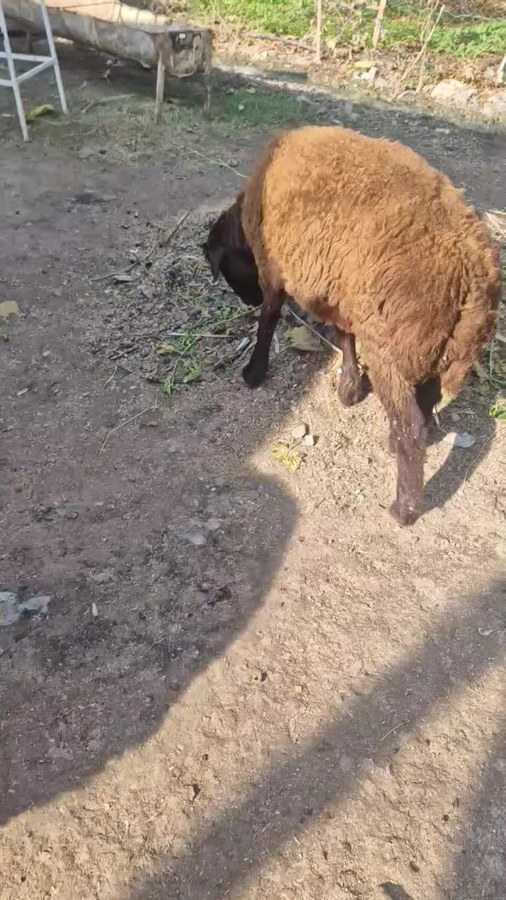 بره قوچی هترو|حیوانات مزرعه|کلاله, |دیوار