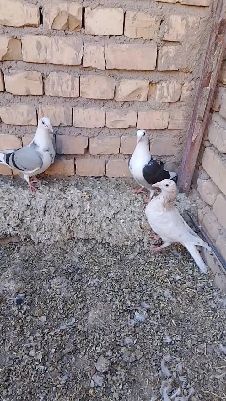 جوجه گراف|پرنده|تربتحیدریه, کاشانی|دیوار