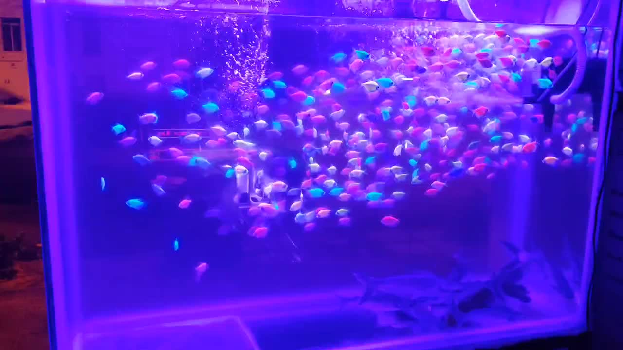 ماهی جدید رسید آکواریوم ماهیداران|ماهی|بیرجند, |دیوار