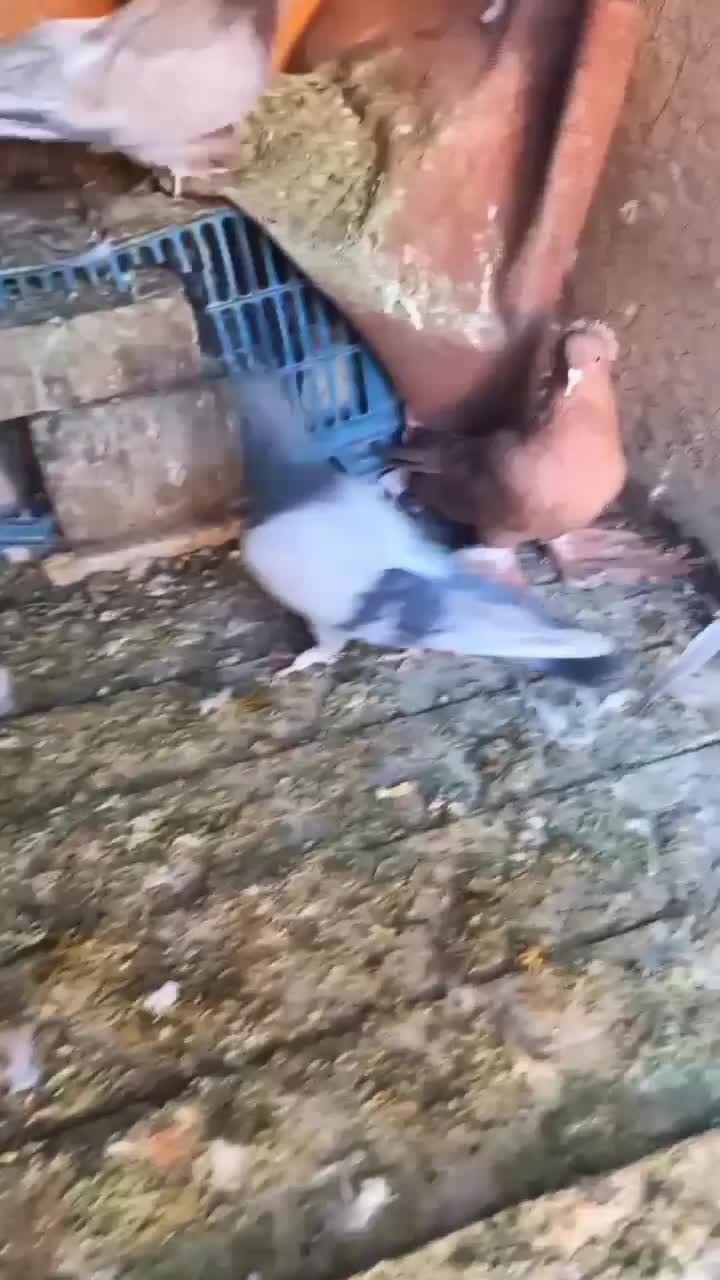 کفتر  زردی سرور سرکه‌ای راعبی|پرنده|شهریار, شهرک عباس پور|دیوار