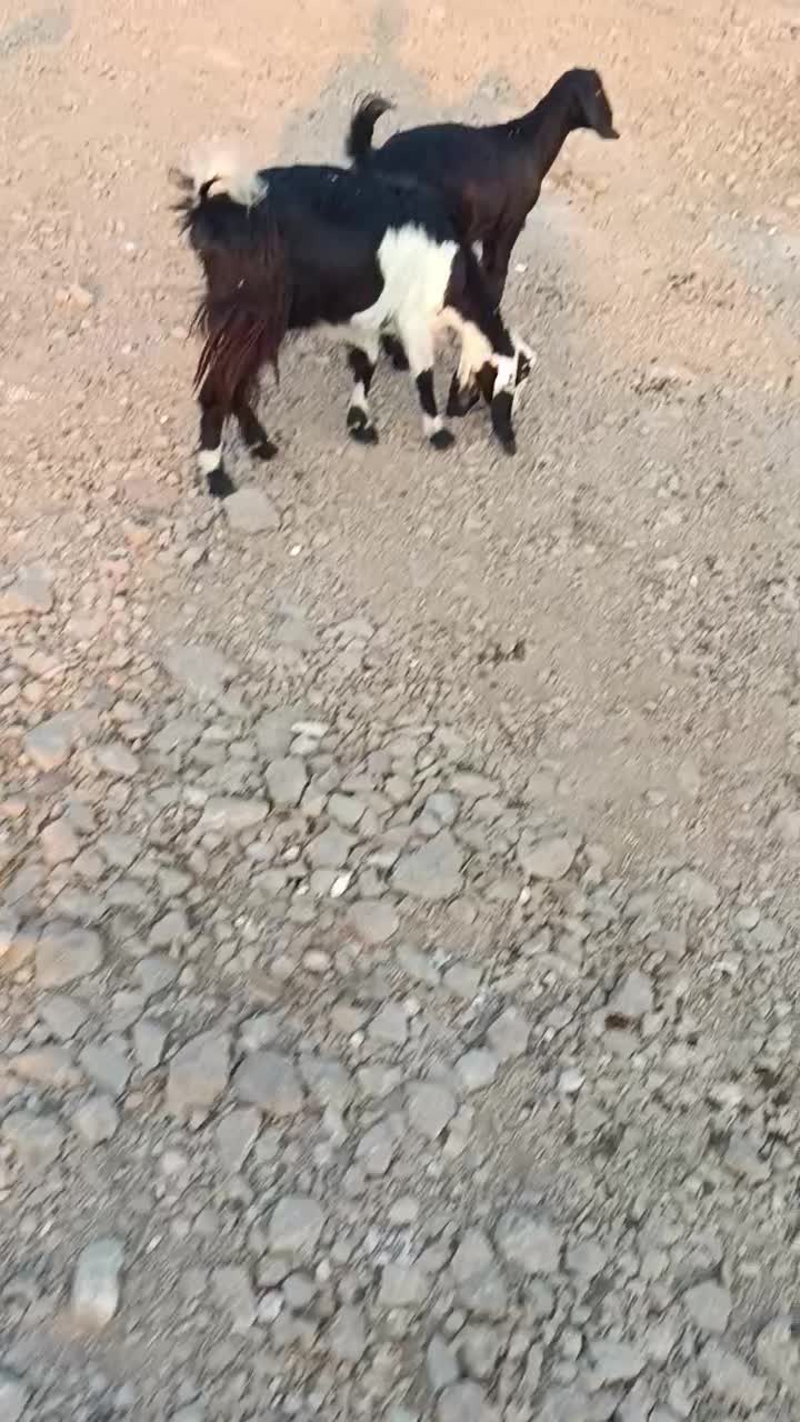 ۴تا بز ابستن باغ‌ملک|حیوانات مزرعه|ایذه, |دیوار