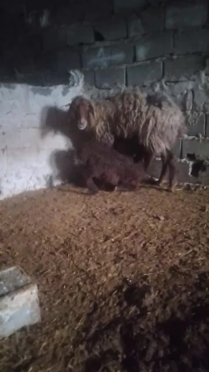 میش زاییده|حیوانات|شیروان (خراسان), |دیوار