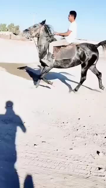 اسب مادیون|اسب و تجهیزات اسبسواری|رفسنجان, |دیوار