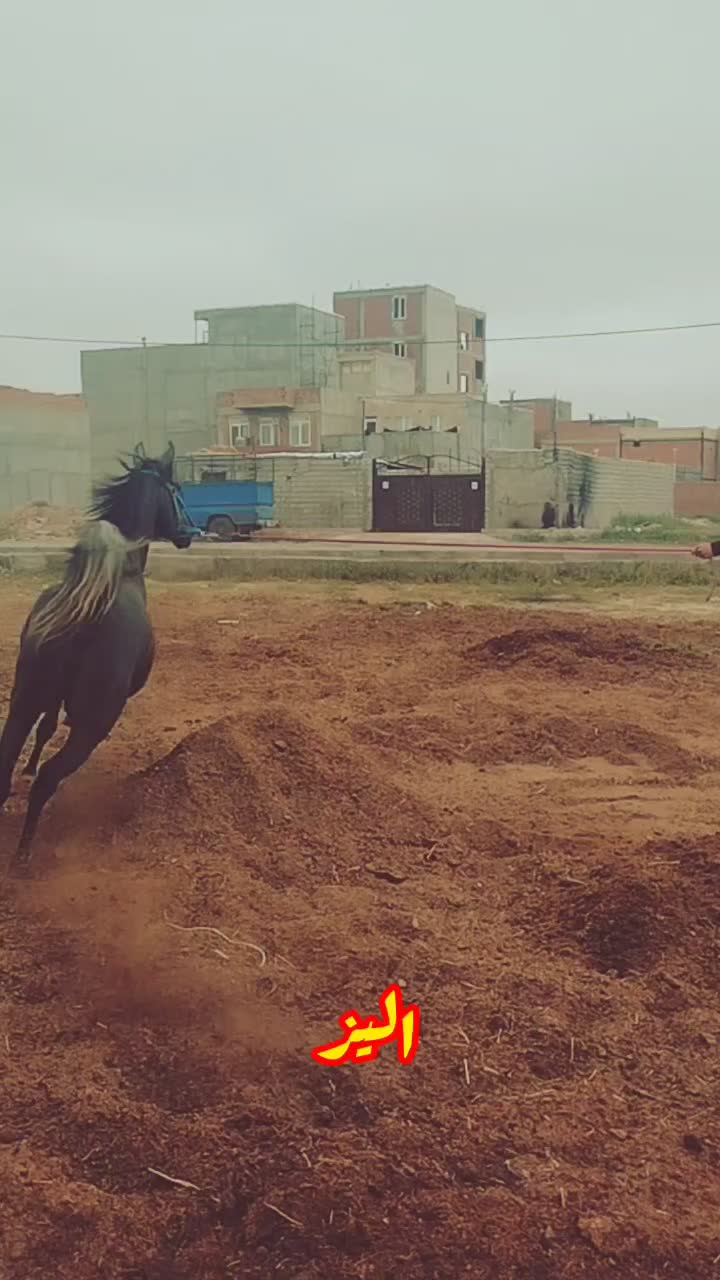 کره مادیان از خان خان سرعین ۳۰ماه|اسب و تجهیزات اسب‌سواری|اردبیل, |دیوار