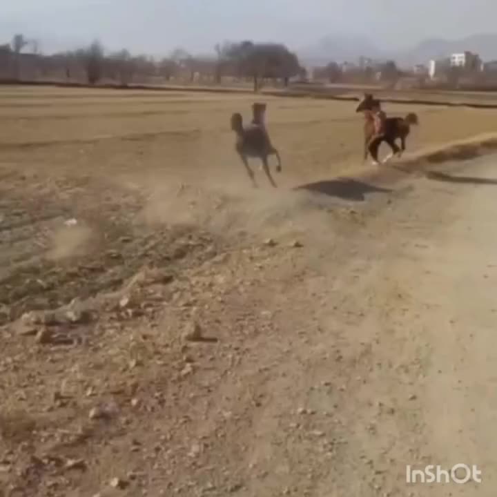 اسب|اسب و تجهیزات اسب‌سواری|نجف‌آباد, گلدشت|دیوار
