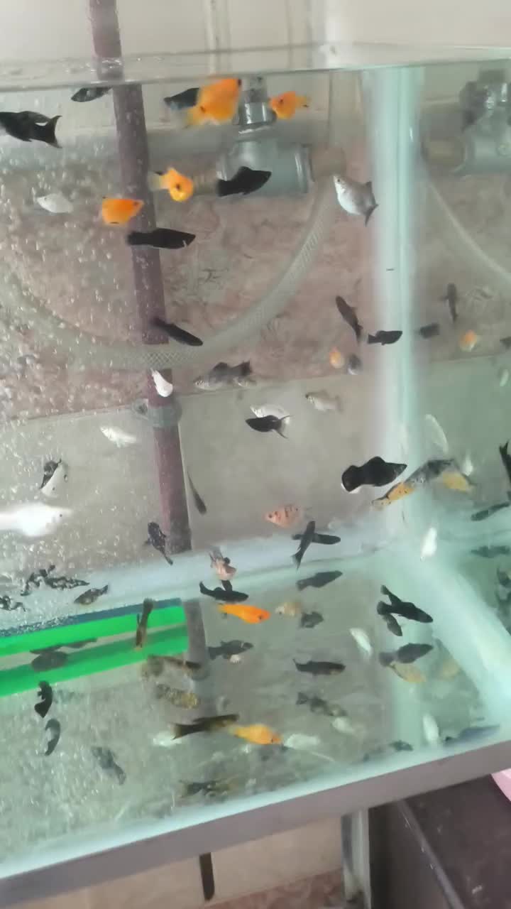 ماهی مولی خوشگل|ماهی|قم, شهرک سازمان آب|دیوار