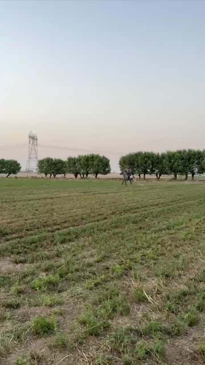 اسب|اسب و تجهیزات اسب‌سواری|جوادآباد, |دیوار
